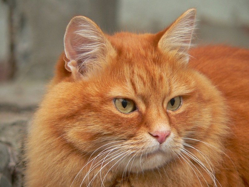 Рыжая кошка
