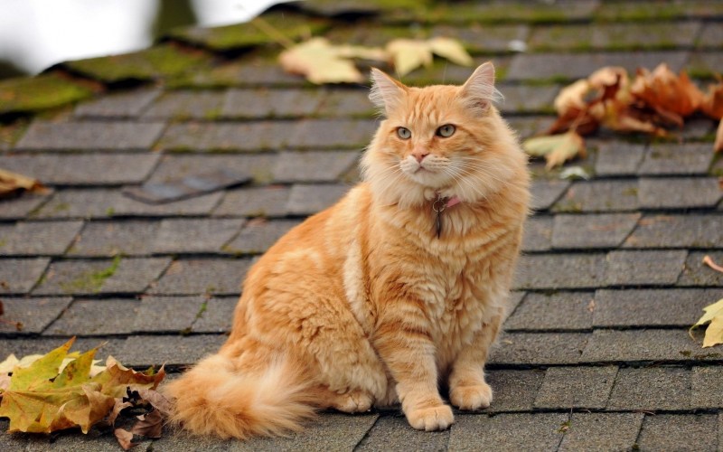 Рыжая кошка