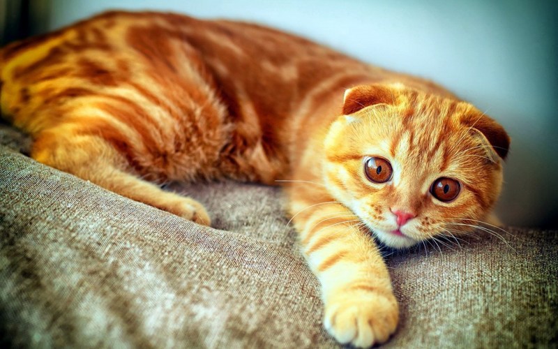 Шотландская вислоухая кошка рыжая