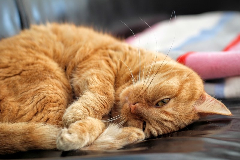 Кот потягивается