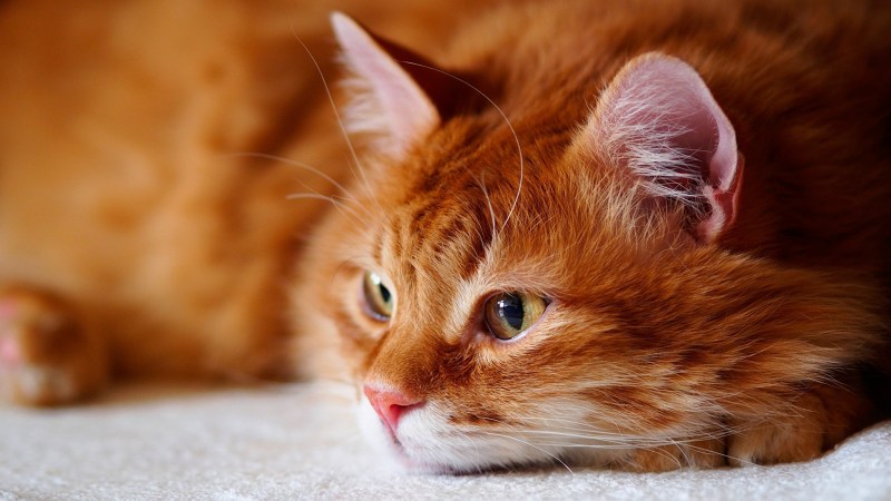 Рыжая кошка