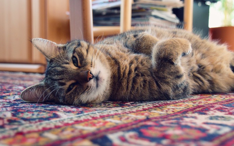Кошка на ковре