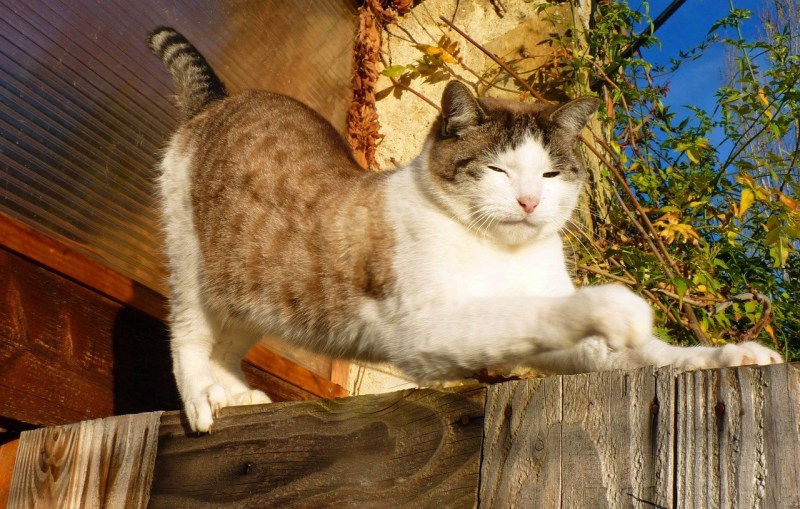 Домашняя кошка лежит