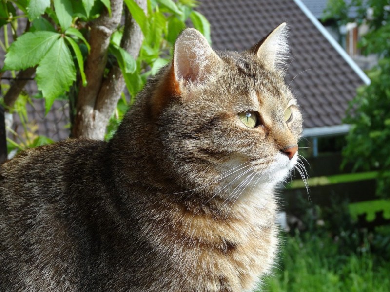 Домашний кот