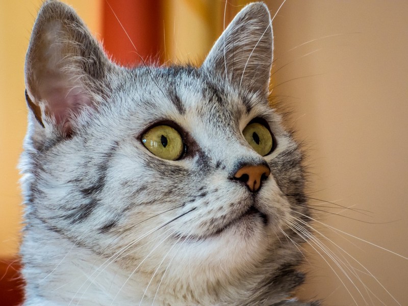 Коты домашние фото
