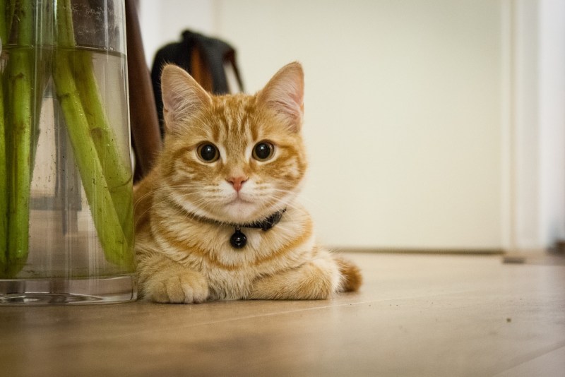 Домашние животные котики
