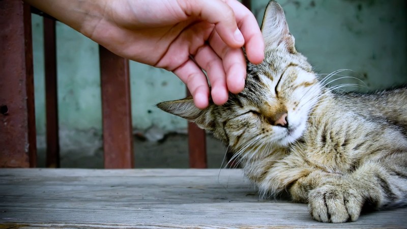 Рука гладит кота