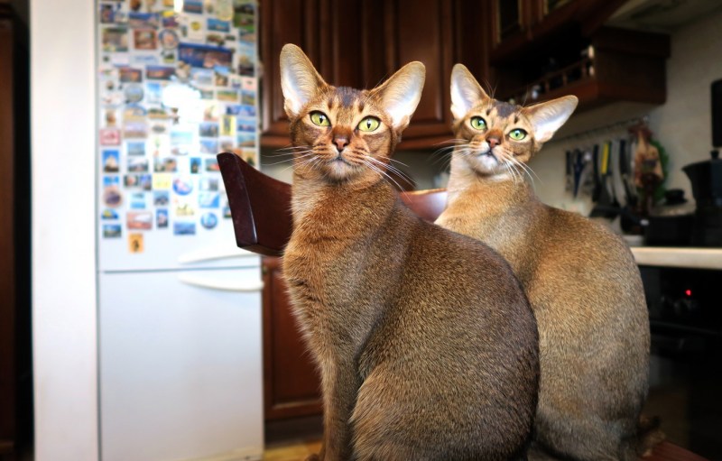 Абиссинская кошка