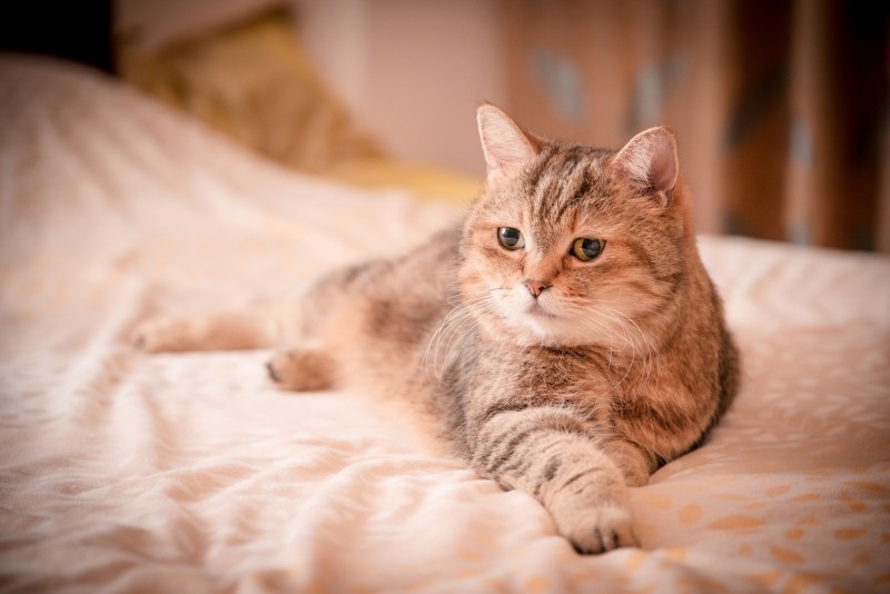 Домашние кошки