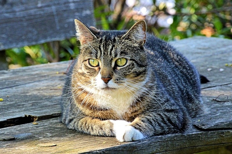 Кошка домашняя
