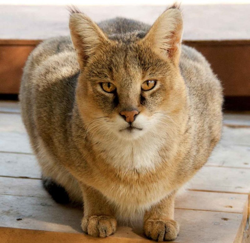 Камышовый кот (Хаус) (Felis Chaus)