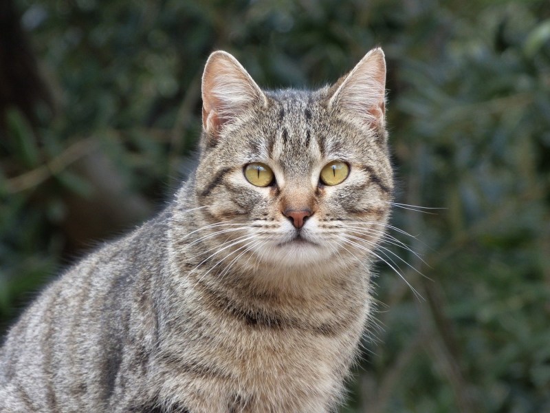 Сибирская кошка короткошерстная