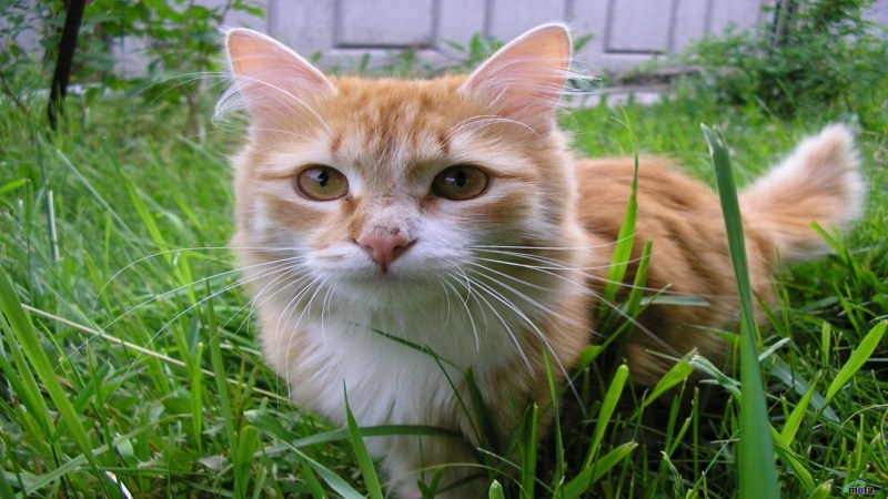 Смешной кот