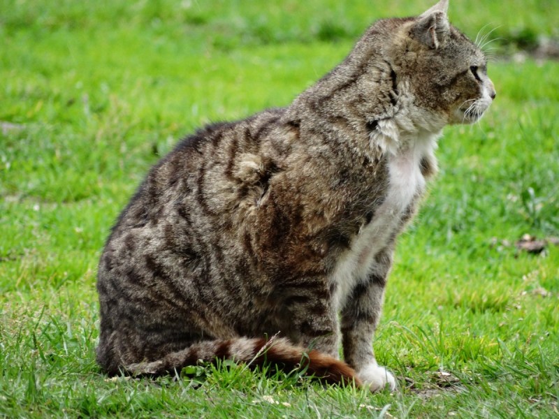 Дикий домашний кот