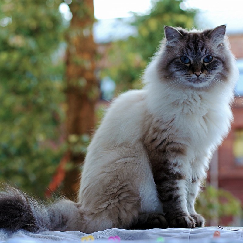 Сибирские коты длинношерстные