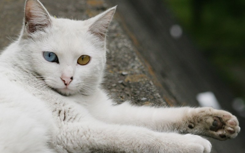 Белая кошка Мейн кун