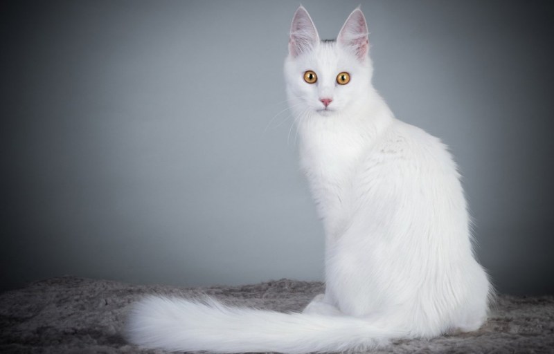 Королевский ангорский кот
