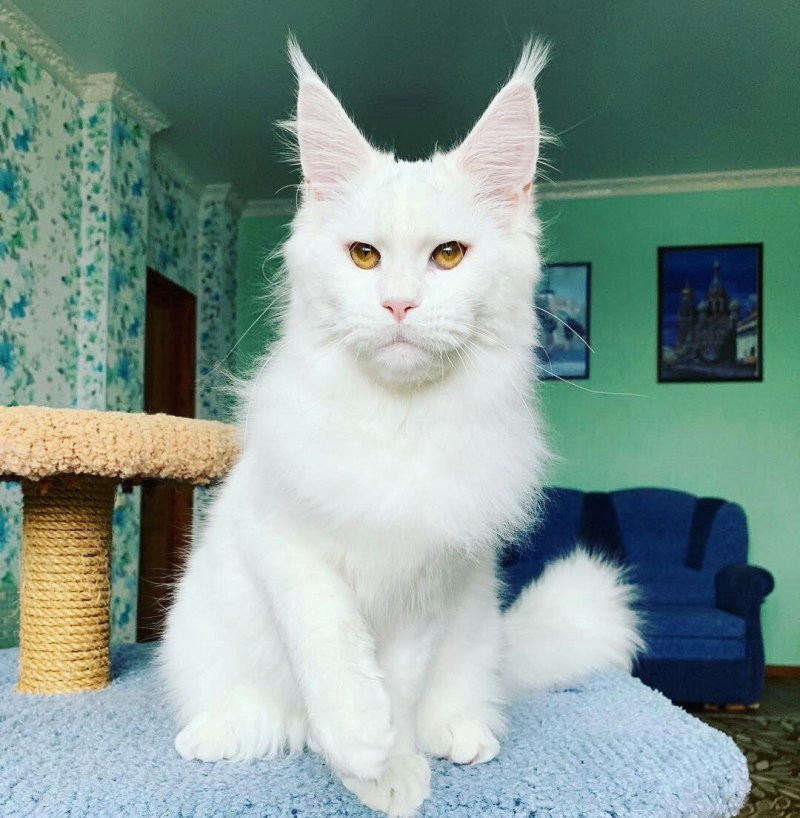 Мейн кун неко