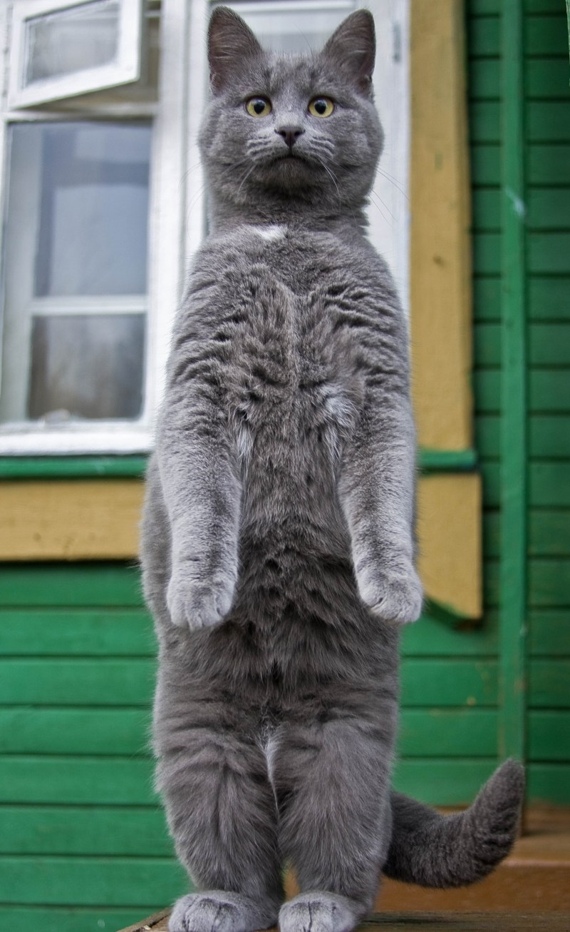 Фото стоячего кота