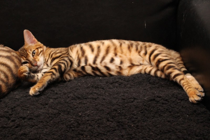 Кот тойгер