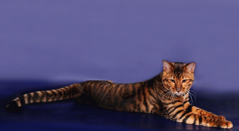 Кот тойгер