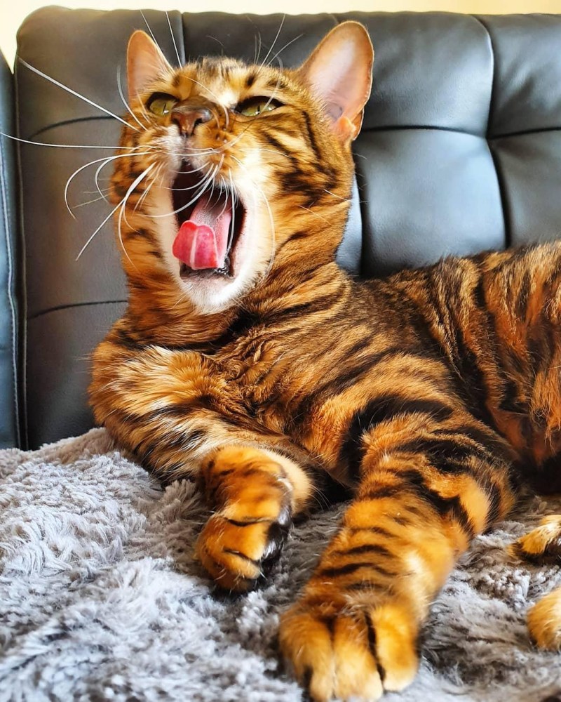 Бенгальская кошка