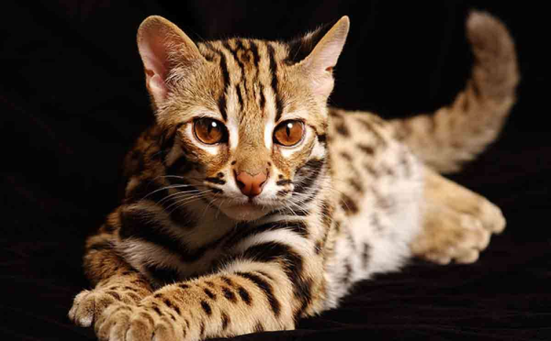 Бенгальская кошка тойгер