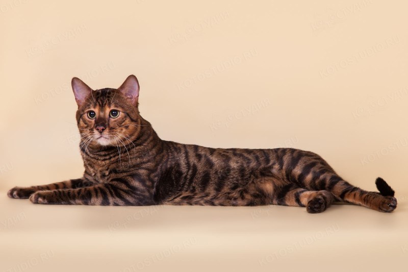Коты тойгер