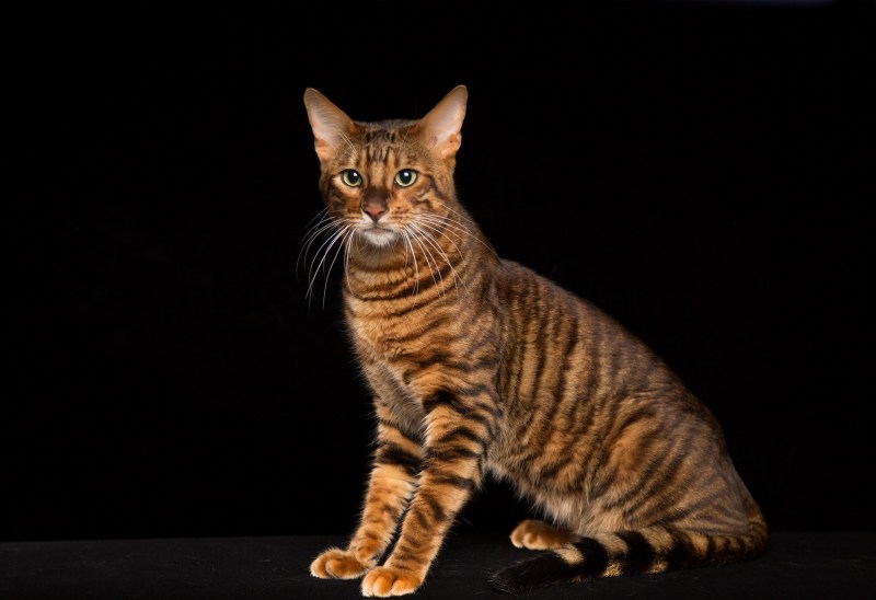 Кот тойгер