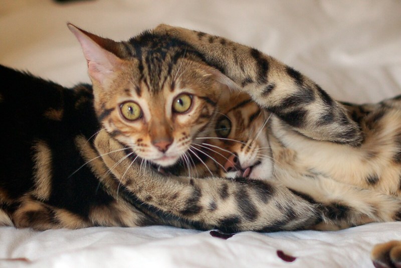 Тойгер кошка