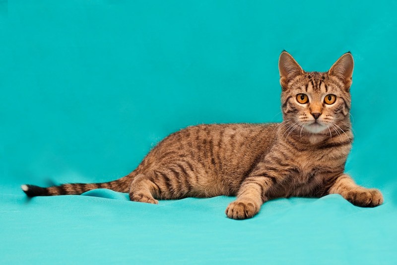 Цезарь кот тойгер