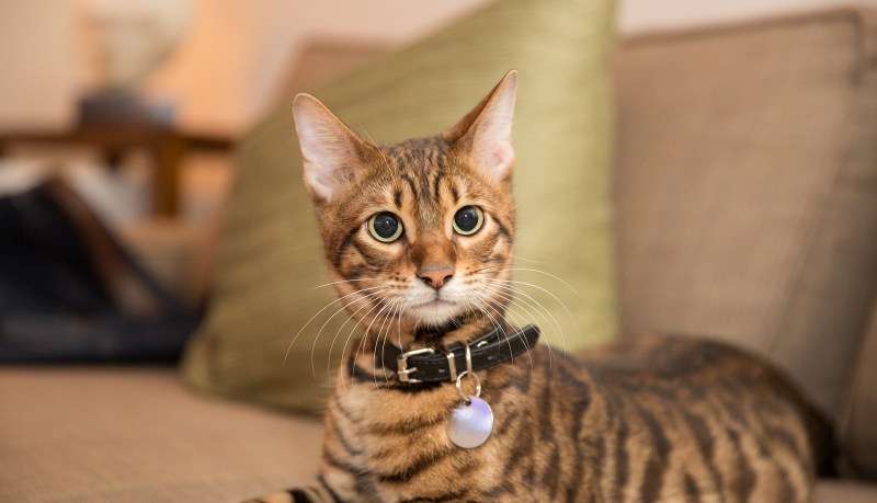 Кошка тойгер котята