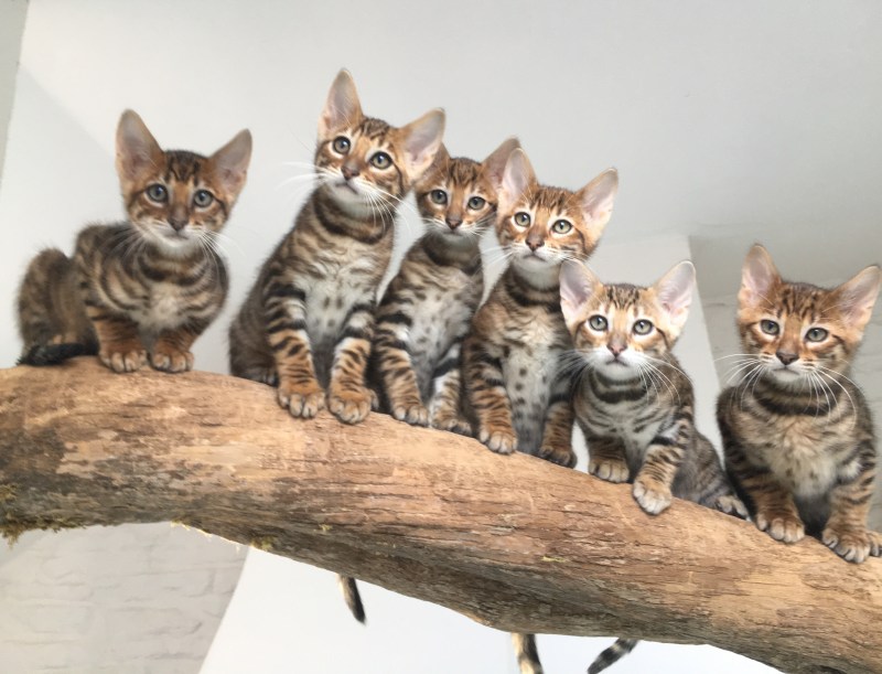 Кошка тойгер гибрид