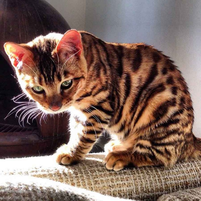 Бенгальская кошка тойгер