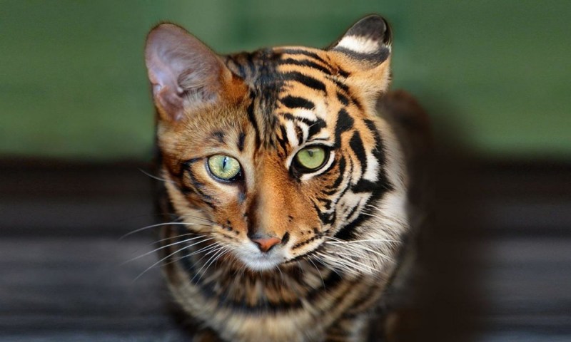 Бенгальский кот полосатый