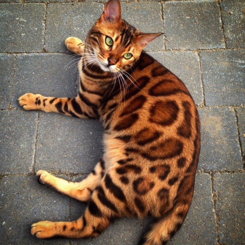 Кот тойгер