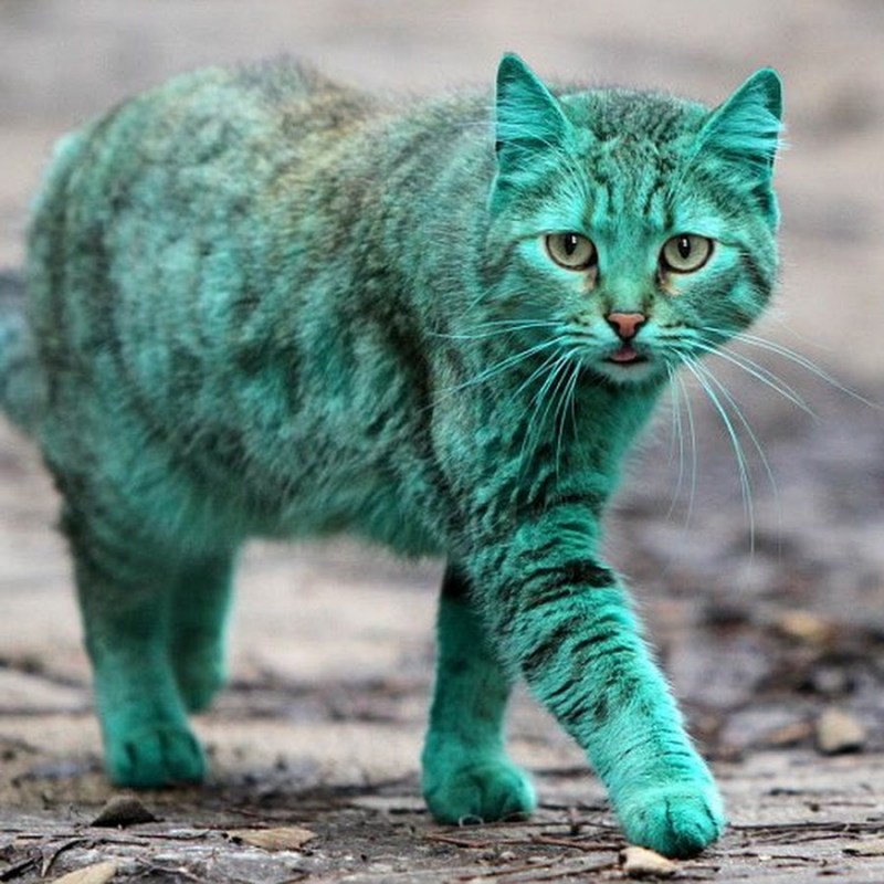 Зеленый кот Варна