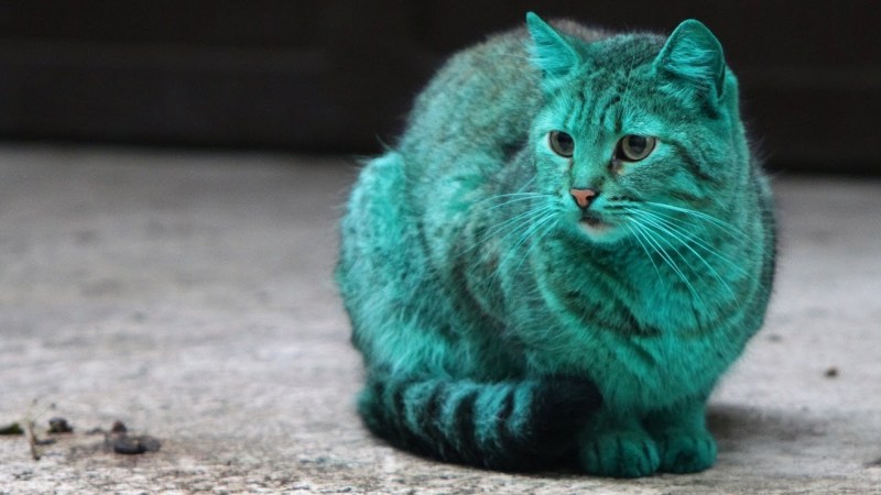 Зеленый котенок