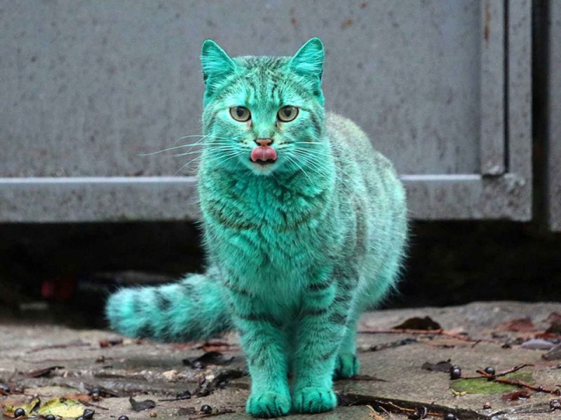 Зеленый кот Варна
