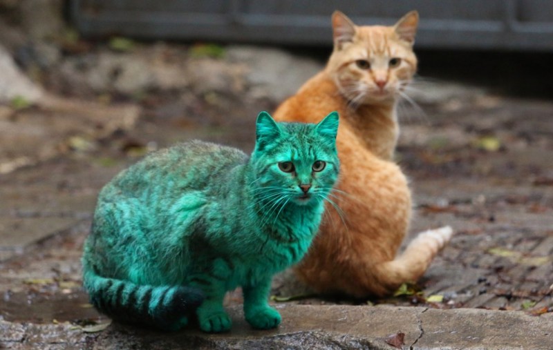 Зеленый кот Варна