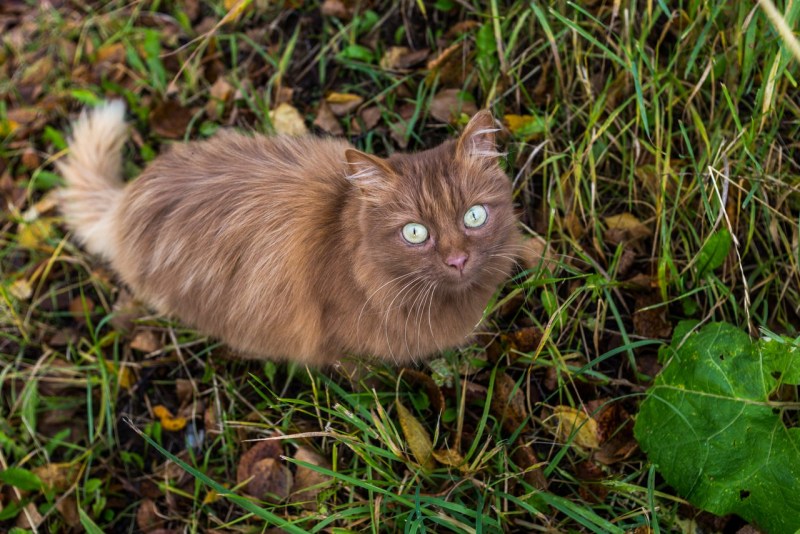 Сомалийская кошка