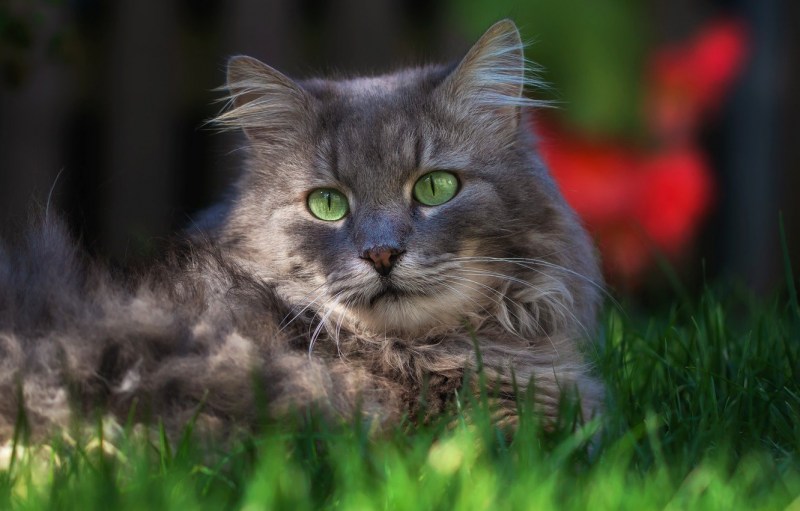 Картина четыре котенка на зеленом фоне