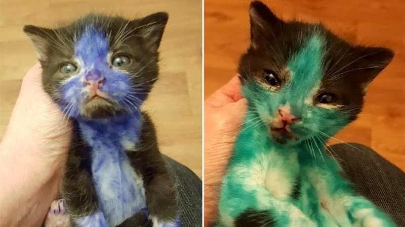 Серый котенок с зелеными глазами