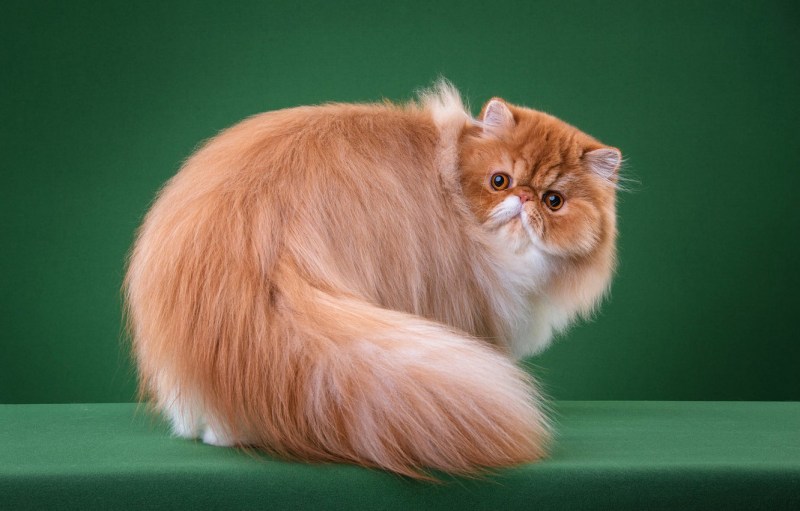 Персидская кошка