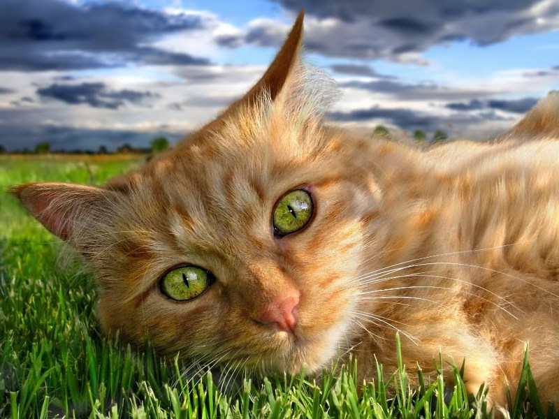 Зеленый котенок