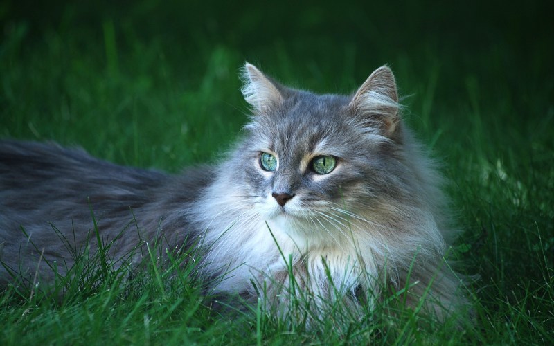 Сибирская длинношерстная кошка