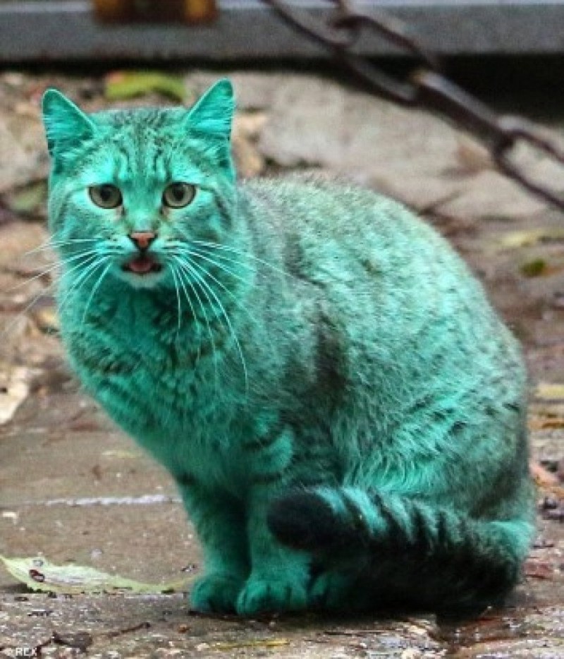 Кошка зеленого цвета