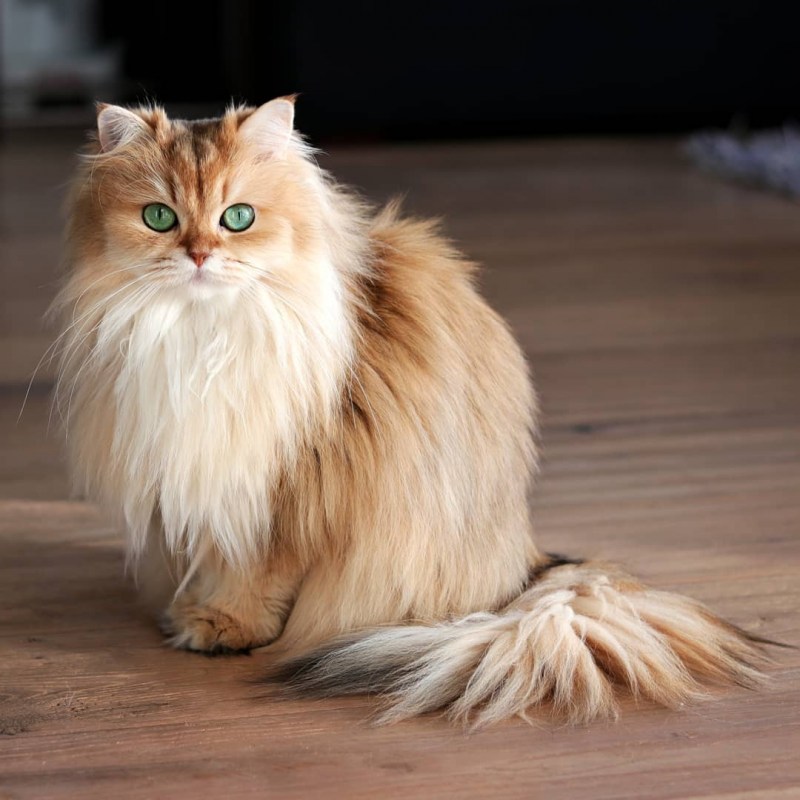 Сомалийская кошка