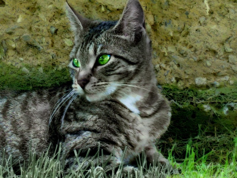 Белый котёнок с травинкой фотоальбом