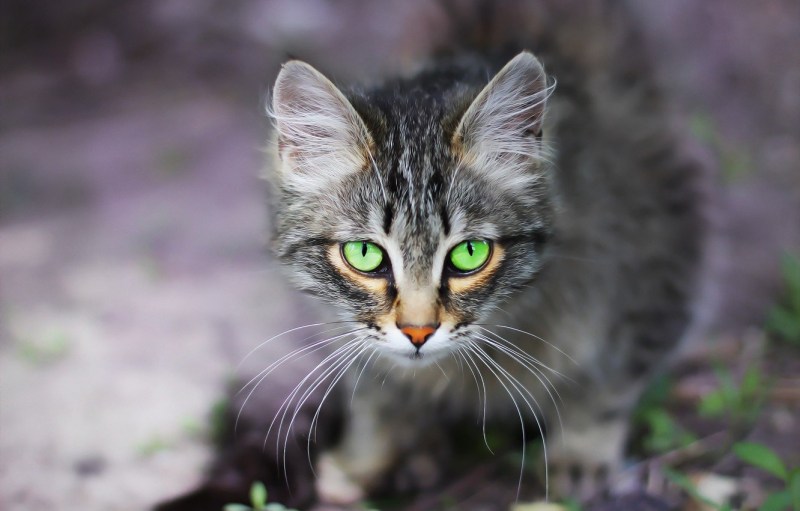 Сибирские коты черные